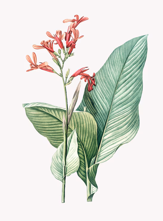 Botanical Illustration